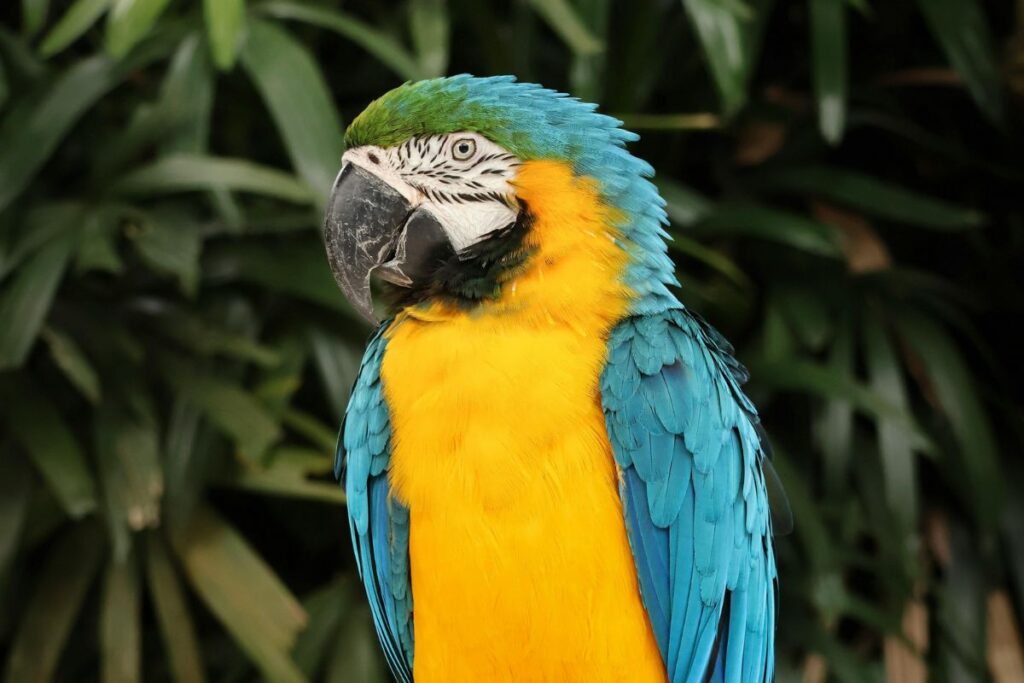 Guacamayo