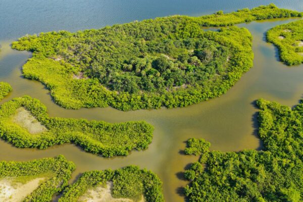 Manglares Amazona