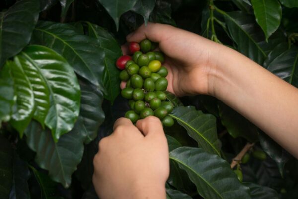 Plantaciones de Cafe 2