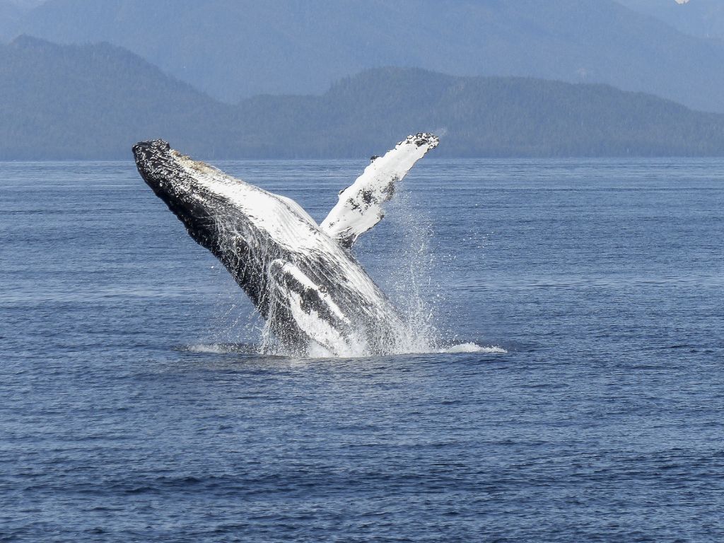 Ballena Jorobada