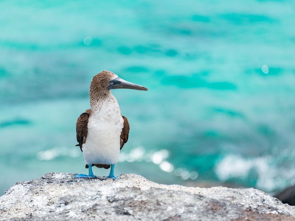 Galapagos Fauna