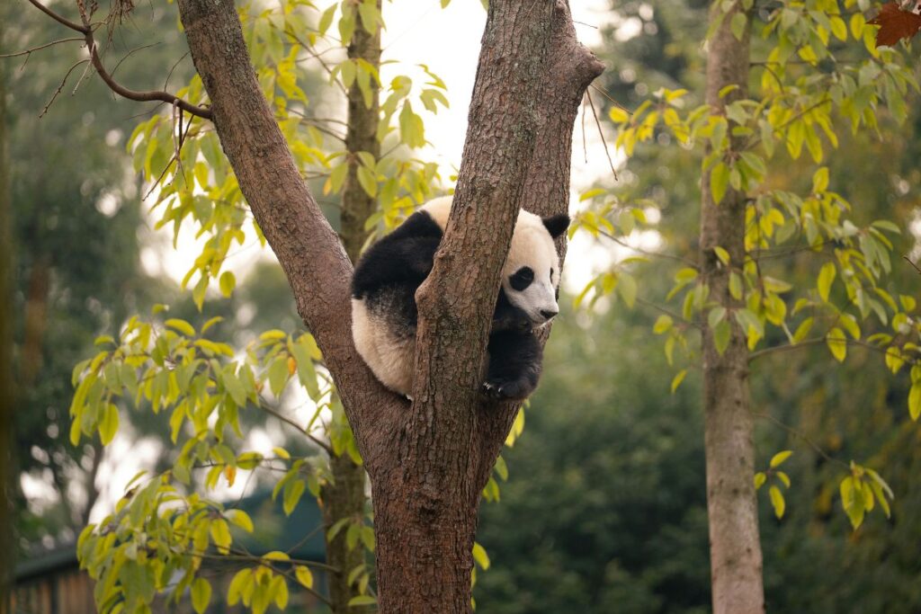Pandas y Montañas de Avatar