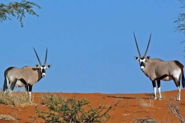 Desiertos de Namibia en 4×4 7