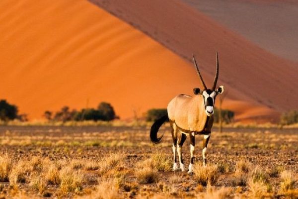 Desiertos de Namibia en 4×4