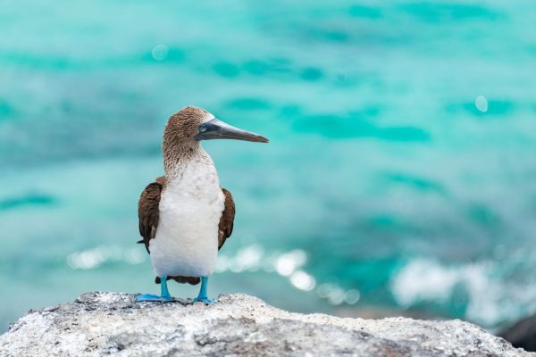 Galapagos Fauna