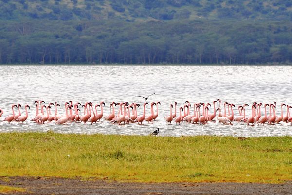 Safari Rasmi en Kenia