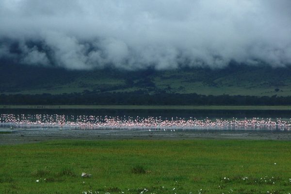 Ngorongoro Kelly2