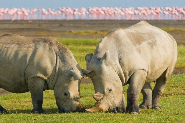 Parque Nacional Lago Nakuru 2