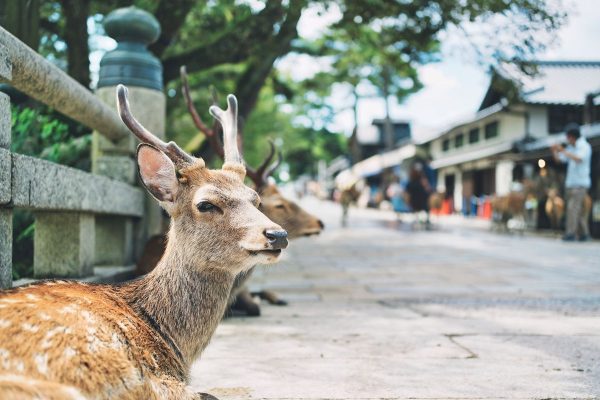 Parque Nara