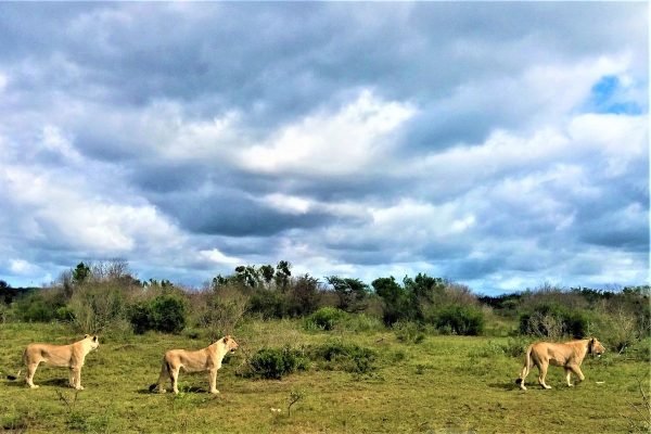 Ruta Jardin en coche de alquiler con safari en reserva privada 2