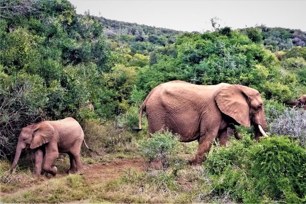 Ruta Jardin en coche de alquiler con safari en reserva privada 4