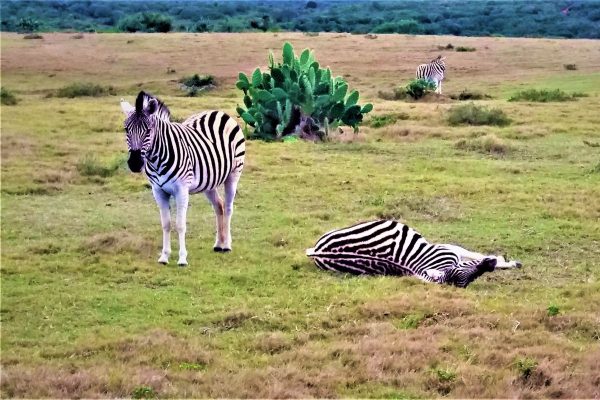 Ruta Jardin en coche de alquiler con safari en reserva privada 5