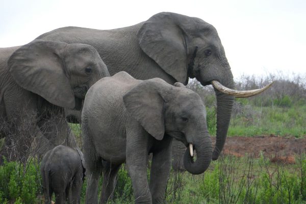 Ruta Jardin en coche de alquiler con safari en reserva privada 8