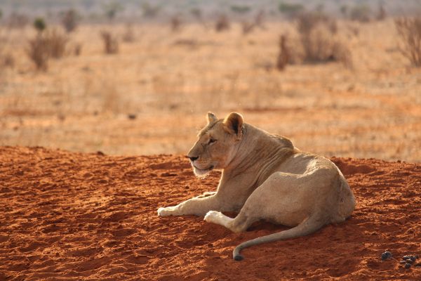 Safari El tren de la luna y Mombasa 3