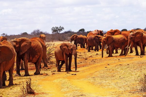 Safari El tren de la luna y Mombasa