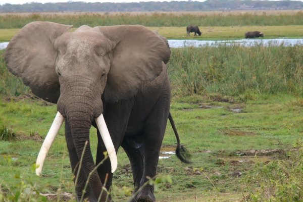 Safari Nyumbu en Kenia