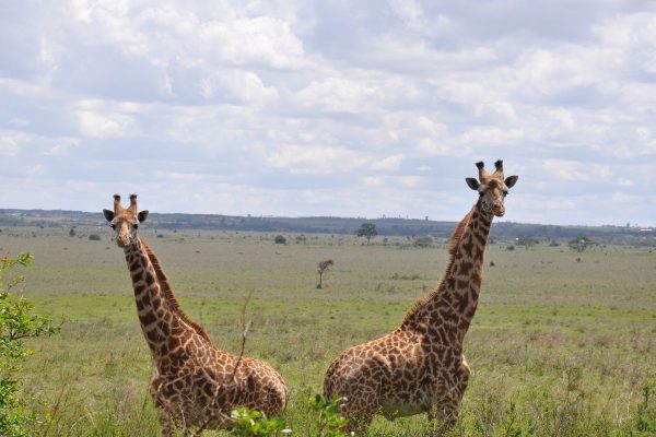 Safari Nyumbu en Kenia