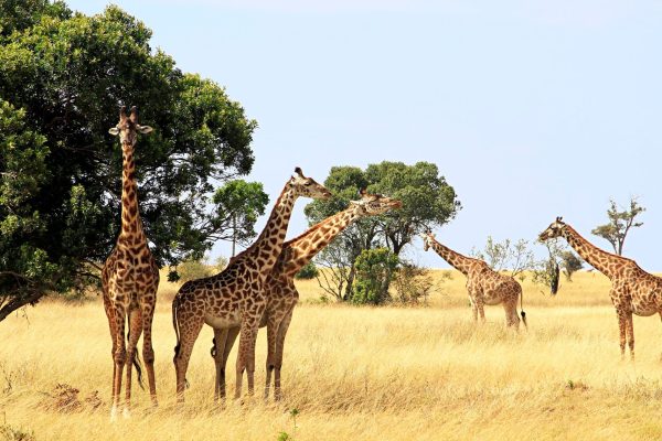 Safari Rafiki en Kenia