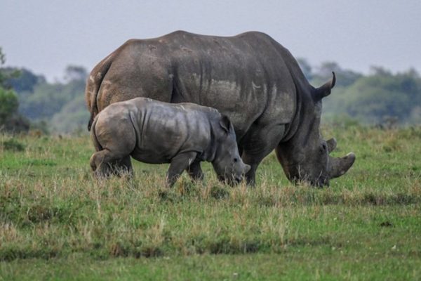 Safari Risala en Kenia 1