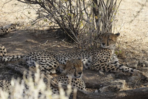 Safari Rudisha en Kenia 2