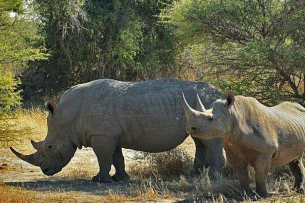 Safari por Botswana 2