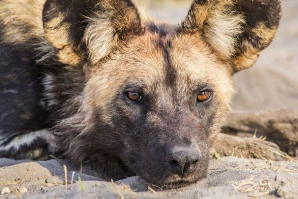 Safari por Botswana 3