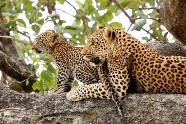 Safari por Botswana 4