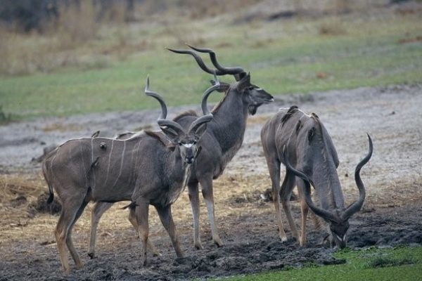 Safari por Botswana 6