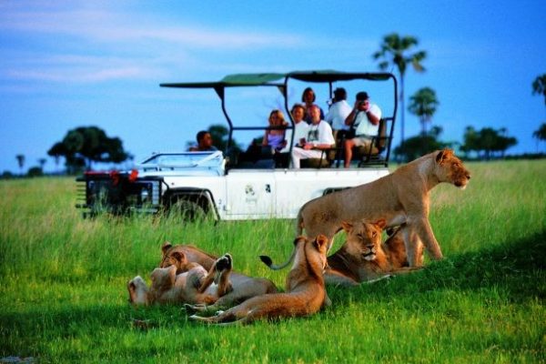 Safari por Botswana