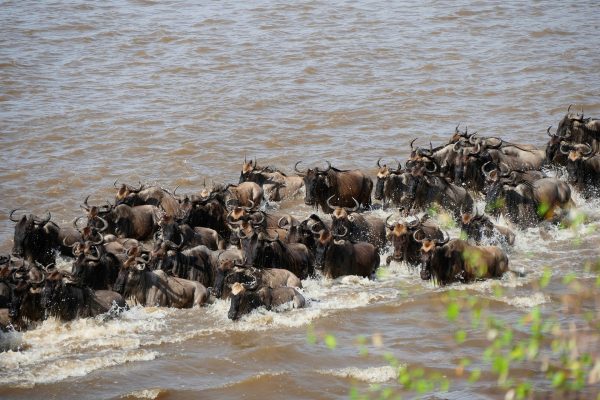 Safari privado Olduvai en Tanzania 10