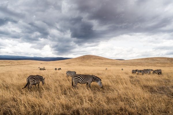 Safari privado Olduvai en Tanzania 2