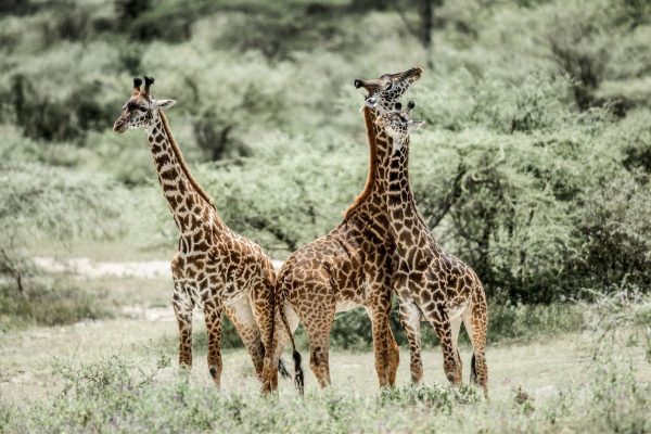 Safari privado Olduvai en Tanzania 4