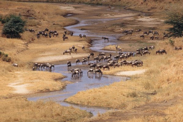 Safari privado Olduvai en Tanzania 6