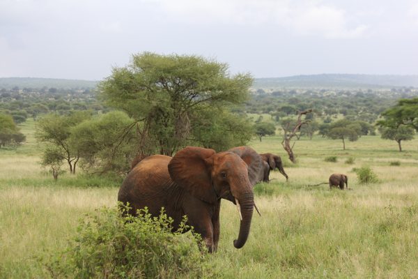 Safari privado Olduvai en Tanzania 9