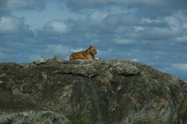 Safari privado Olduvai en Tanzania