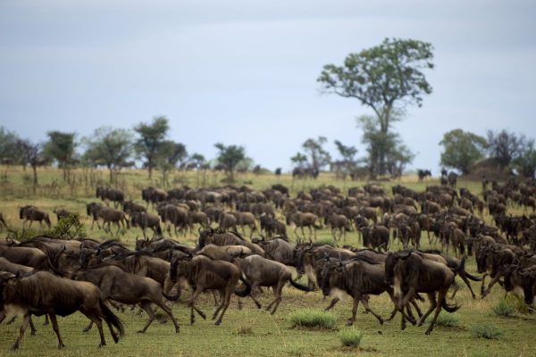 Safari privado ruta norte de Tanzania 7