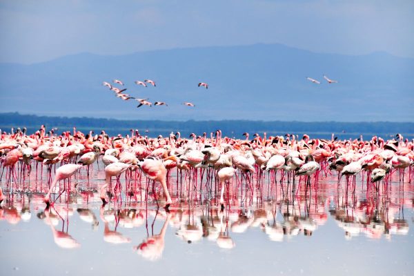 flamencos amboseli