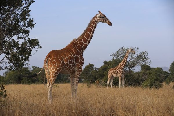 jirafa kenia samburu