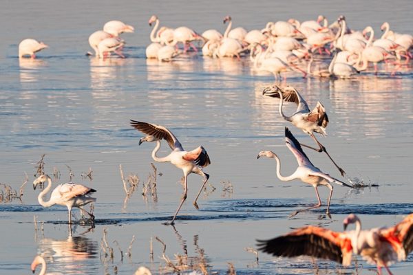 lago nakuru