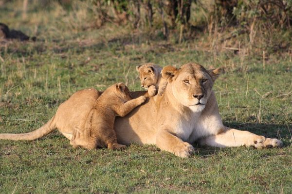 leones mara