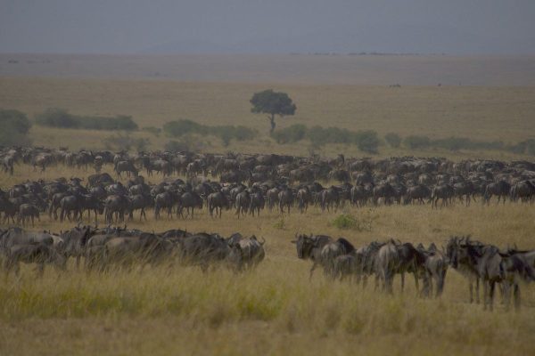 migracion serengeti