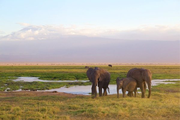 Safari Risala en Kenia